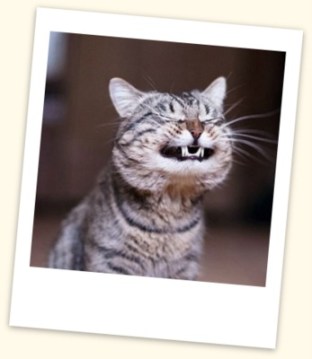 158 - 0203 - say cheese