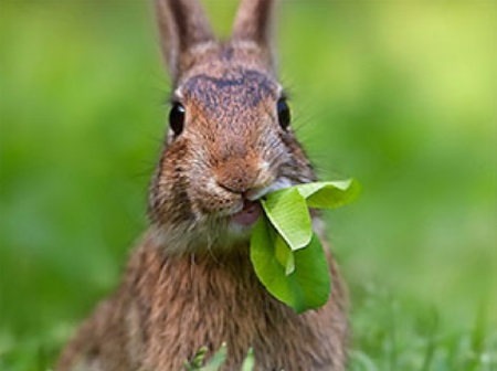 rabbit in the garden