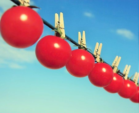 tomato sun protection (2)