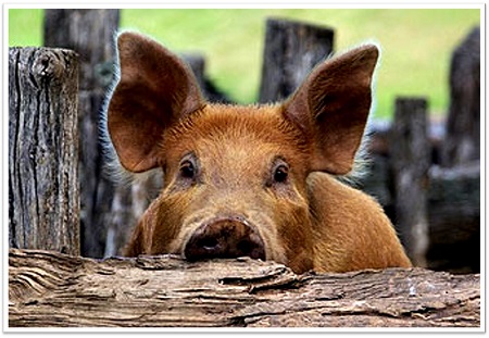 why we eat ham for easter